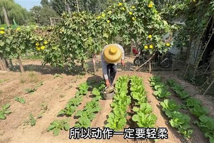 红花八角莲有哪些栽培要求？