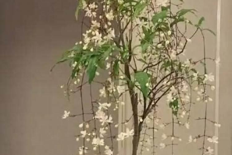 垂丝茉莉只剩下杆了还会发芽吗？