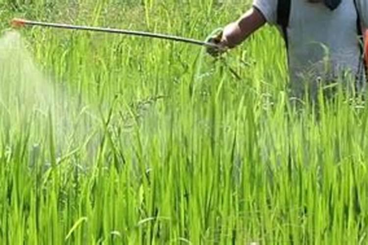 玉米苗后除草剂喷后几天能喷叶面肥