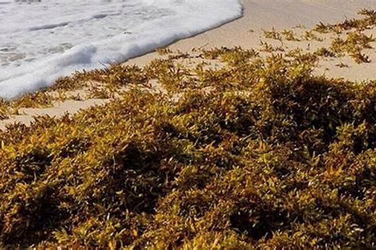 夏天香菜葱花怎么种 夏天种植香菜葱花的方法