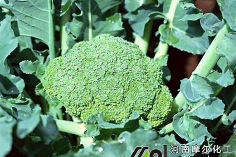 三角梅用办法开花最快,逼根控水促开花(让你花开满树)