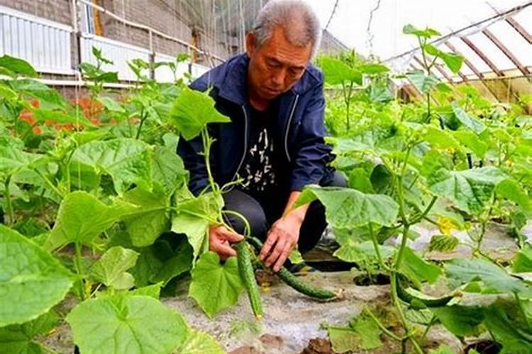 想把花搞死,如何让花看起来就像自然死掉的。家里都有17盆花了,每年下来...