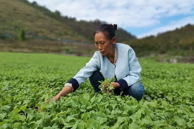 种植油菜为什么要施硼肥 油菜啥时候施硼肥好