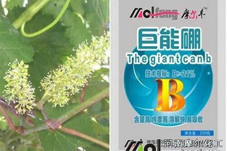 花肥中的鱼腥水鱼腥汁指的是什么