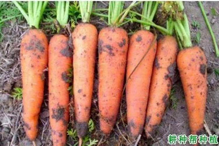 矿源黄腐酸钾喷施蔬菜会口感不好吗