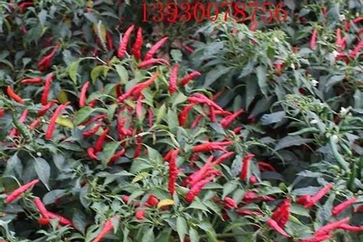 朝天椒怎样施肥才高产