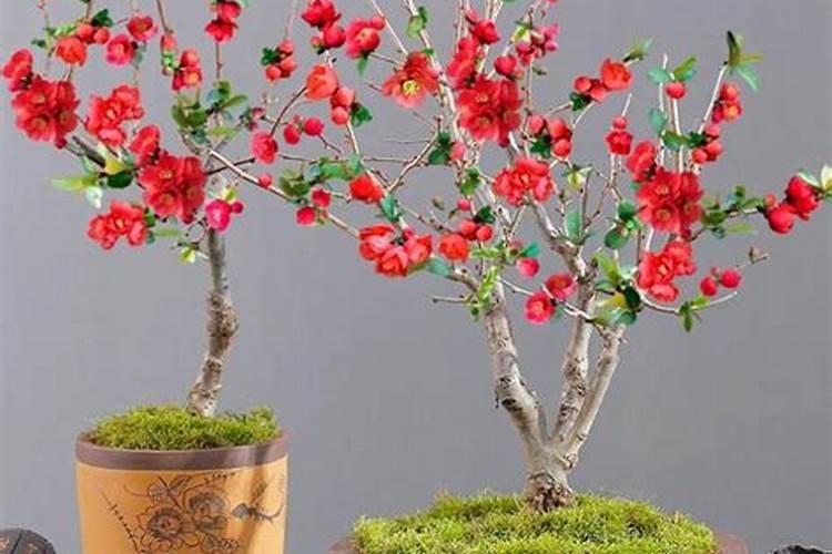 长寿冠海棠一年修剪几次