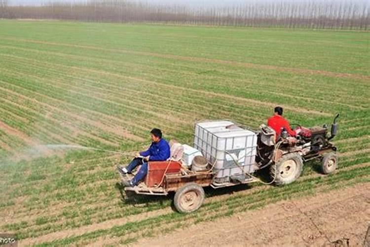 吊兰夏季做好4点安全度夏 夏天的吊兰应该怎么养护