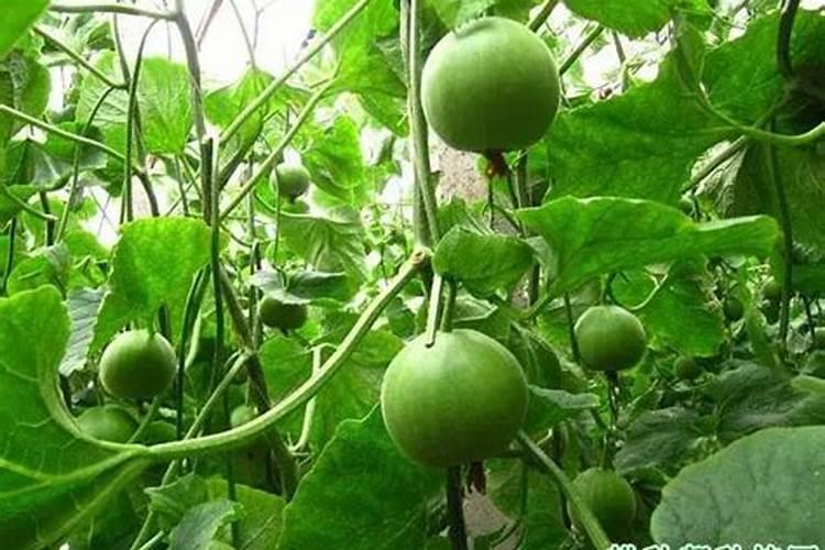 冲施肥用高氮高钾好还是平衡肥料好