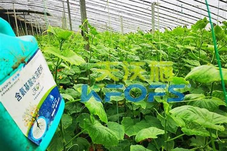 什么叶面肥最好 叶面肥哪个好