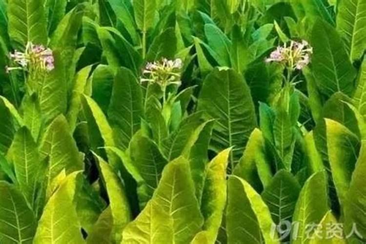 烤烟花叶病用什么药防治？