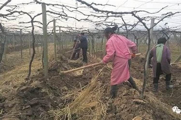 花生后期喷什么叶面肥最好