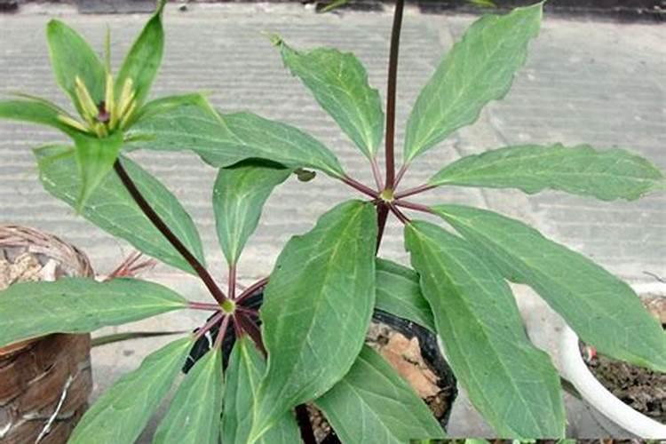 中量元素的肥料有哪些