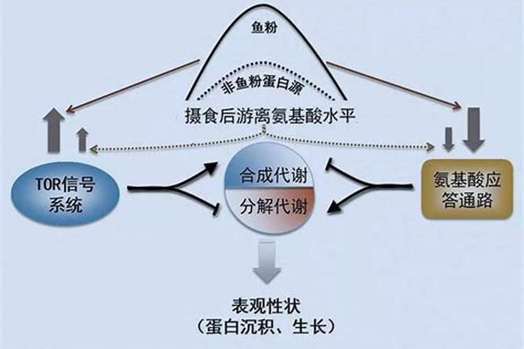 鱼板烧和鱼豆腐有什么区别