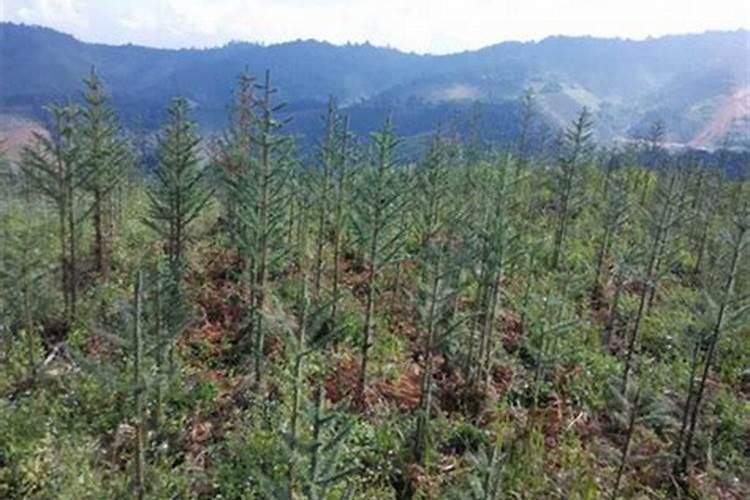 大田类分哪些类