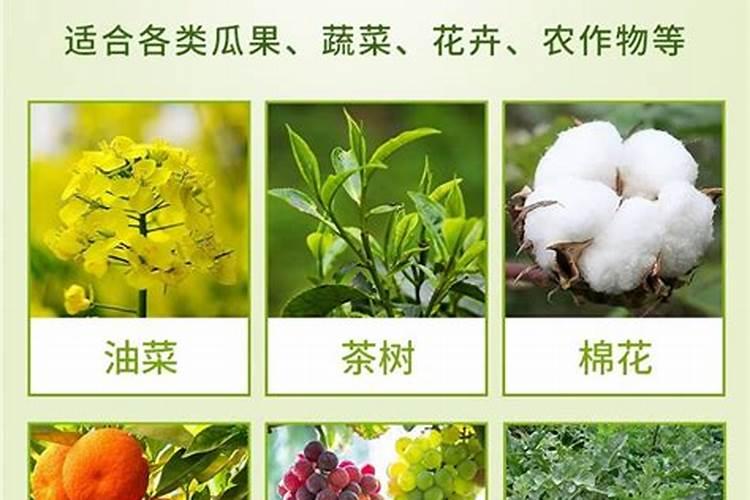 三角梅施肥施什么肥,施肥是直接埋土壤里面吗