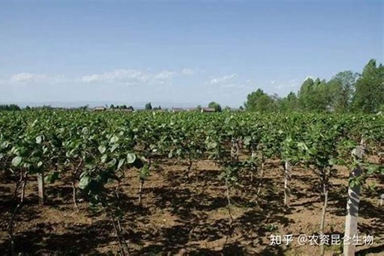 贝壳可以做花肥吗