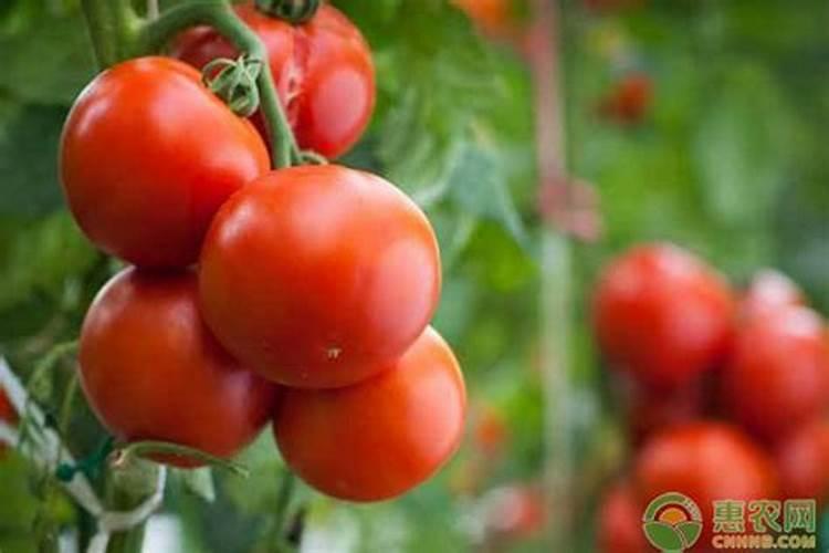 西红柿需要肥料的比例是多少？西红柿后期需要高钾肥？