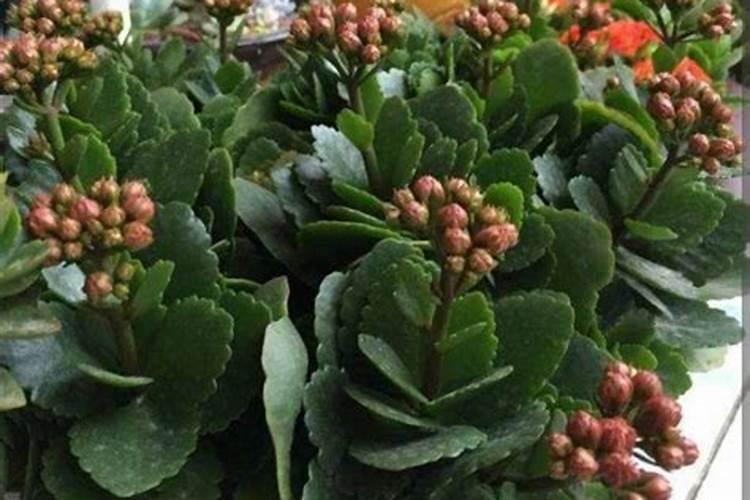 长寿花施肥方法,用什么肥好