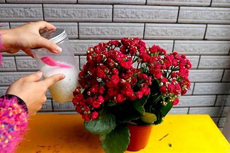 长寿花开花时施什么肥最好花卉百科