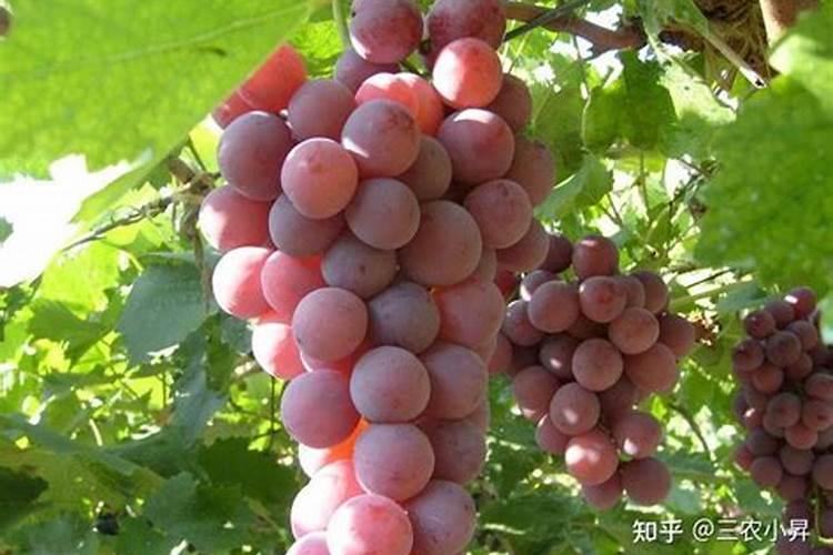 大白菜包心期能喷生根剂吗怎么喷