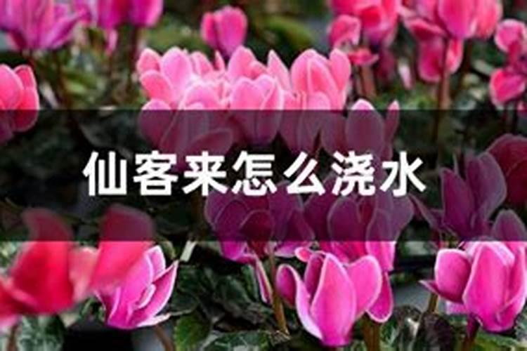 西洋杜鹃技术要点