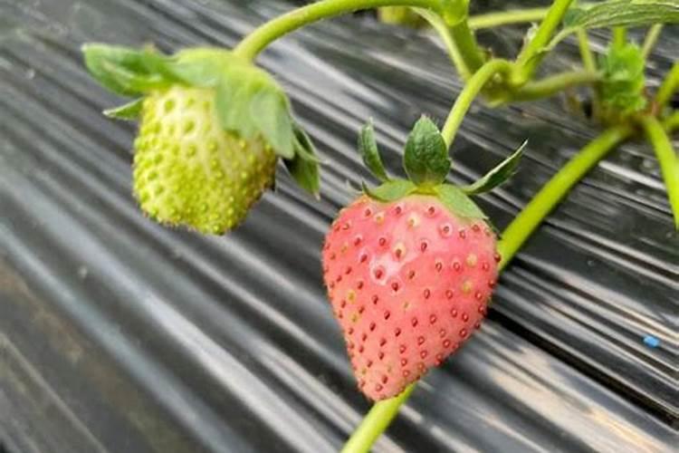 华北制药爱诺怎么样