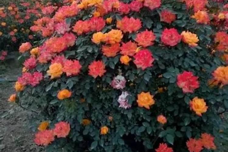 月季花的栽培需要那些微量元素