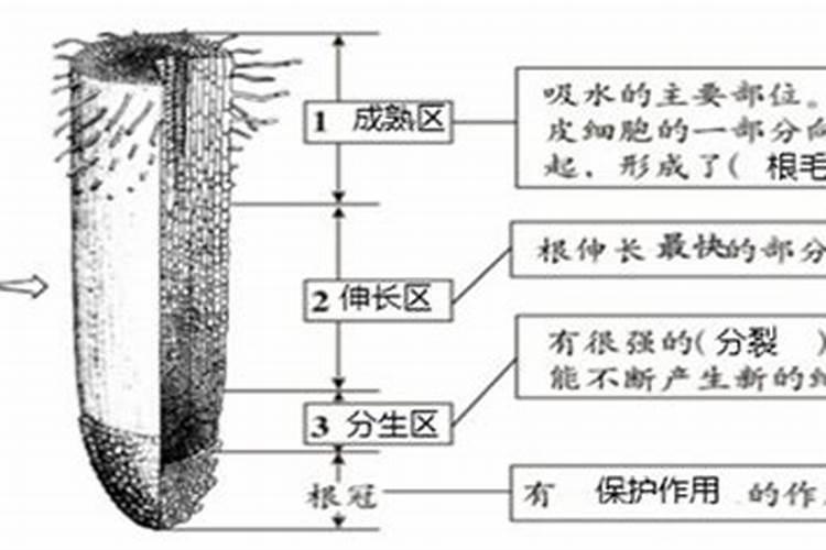 插花培养液制作放法,月季花剪枝后插水里,培养成活的方法
