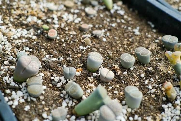 水稻后期施什么肥