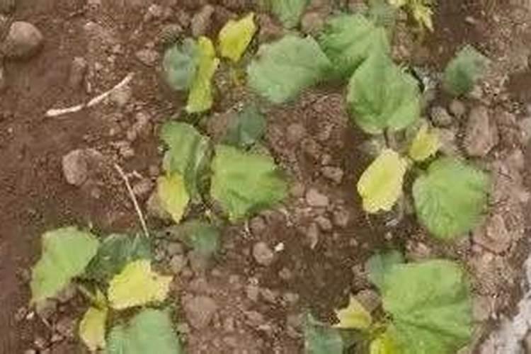 草莓适合什么土壤种植？