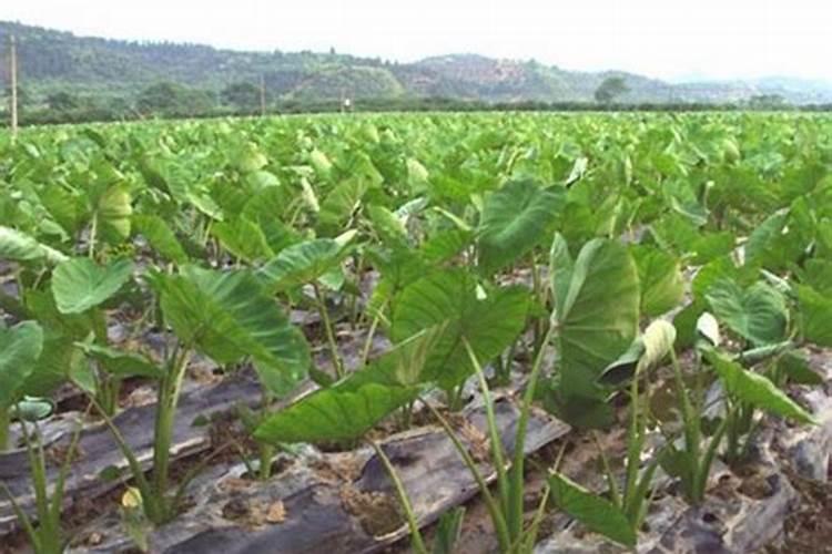 槟榔芋的种植与管理技术