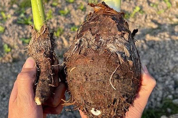 槟榔芋种植的详细方法 槟榔芋怎么种