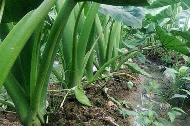 槟榔芋怎样种植