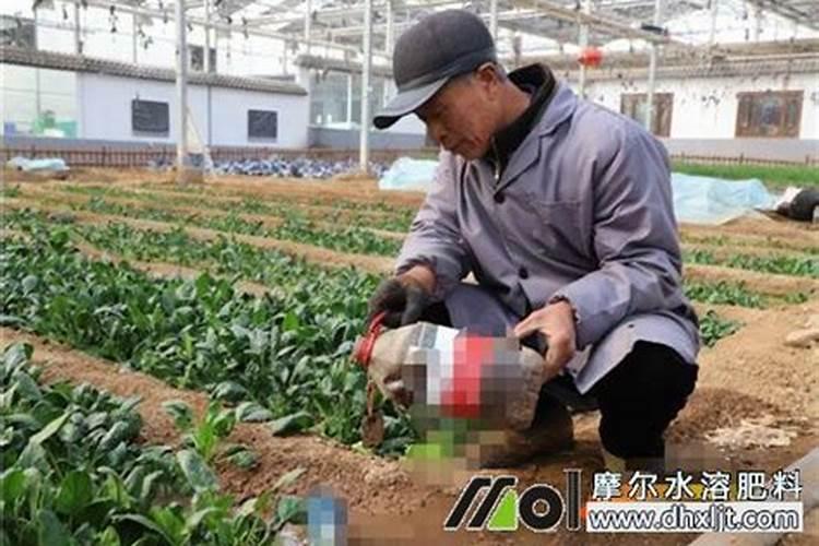 冲施肥冲施后几天果树有效果