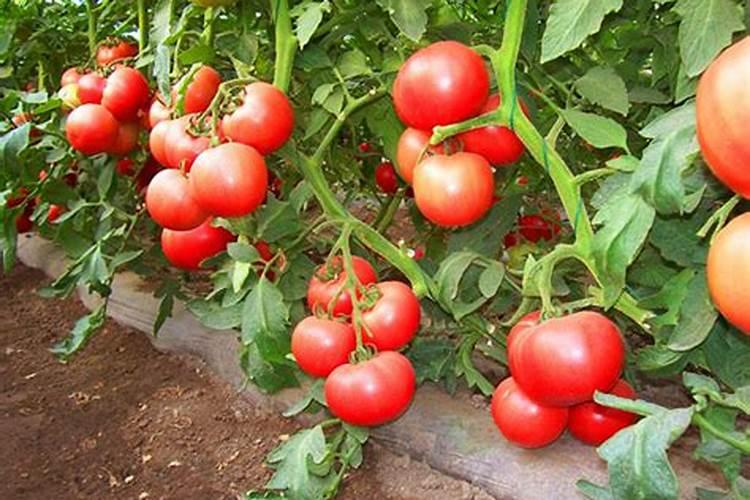 磷肥外观什么色