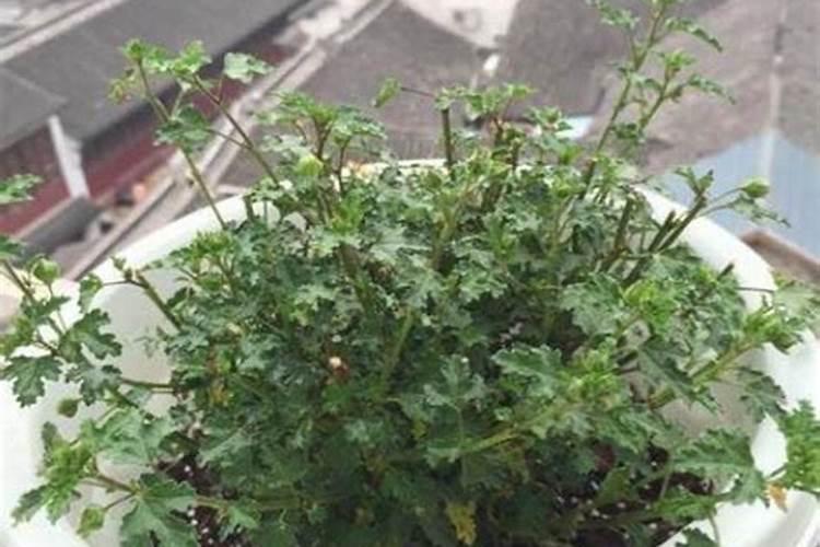 萝卜生长期叶子过多用去掉一些么