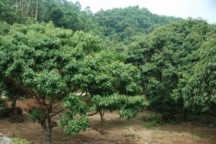荔枝用什么药可以膨大