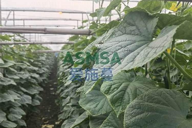 水溶肥的前十名水溶肥厂家有那些水溶肥的前十名