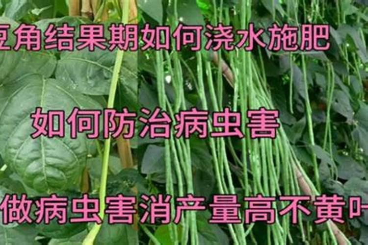 豇豆追肥什么肥料才是高产肥料烧根怎么办