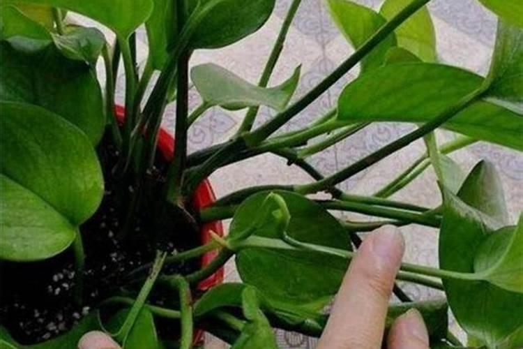 绿萝的土为什么有臭味