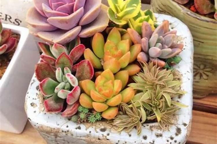 番泻叶的正确服用方法