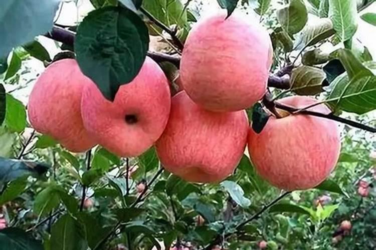 苹果几月份打硼好