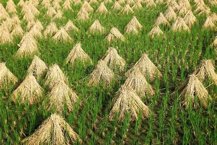 水稻钾肥的正确使用方法,什么时候施好