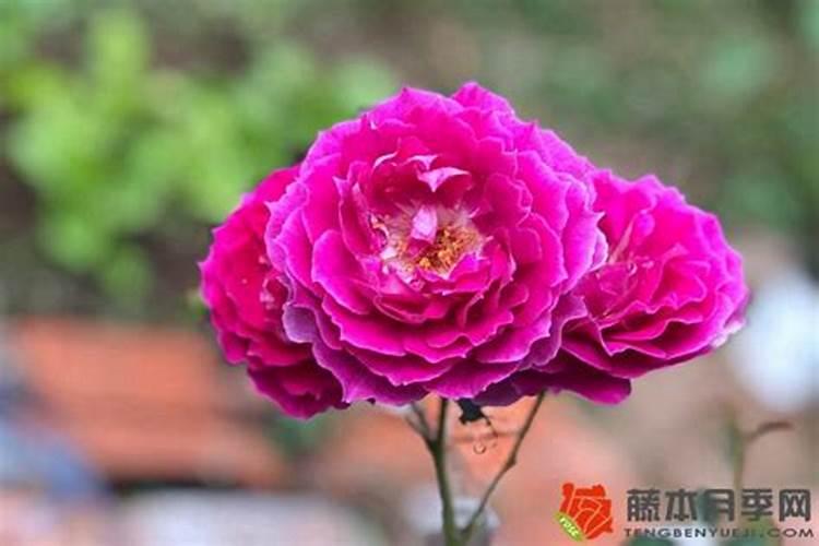 月季花适宜在酸性土壤中生长.如果给月季花施肥最好选取( ) A.碳铵...