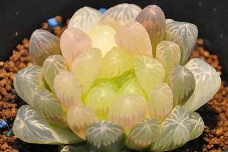 含钾高患者可吃什么？
