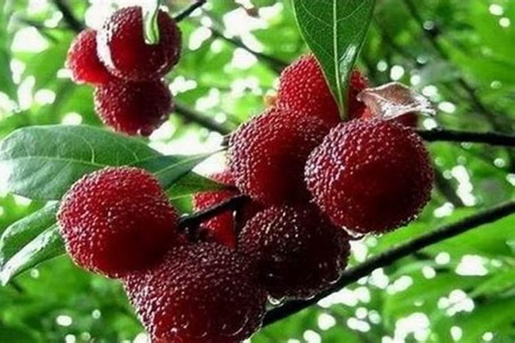 蓝莓的种植 蓝莓怎么施肥呢