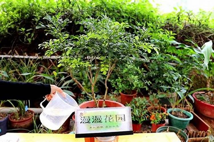 叶黄素和叶绿素那个耐高温