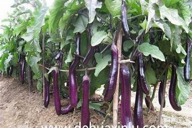 茄子适用哪些肥料