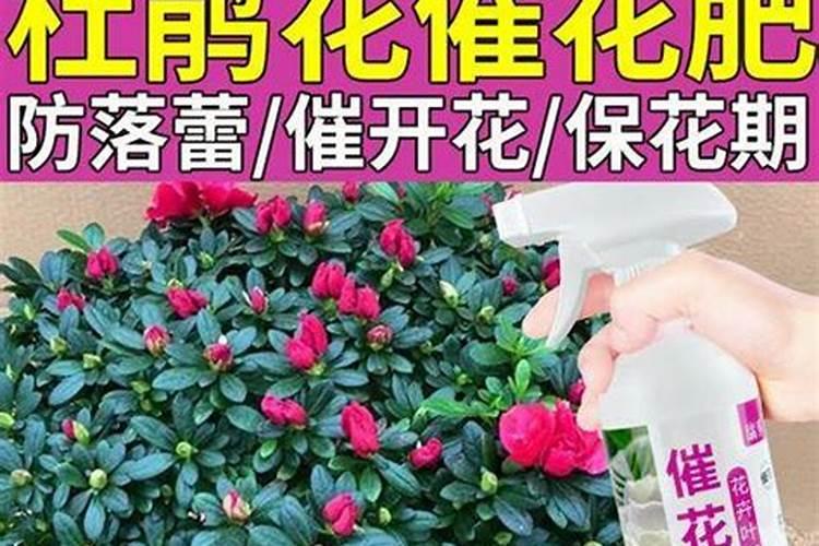 水培植物,营养液一次滴多少,多久一次？